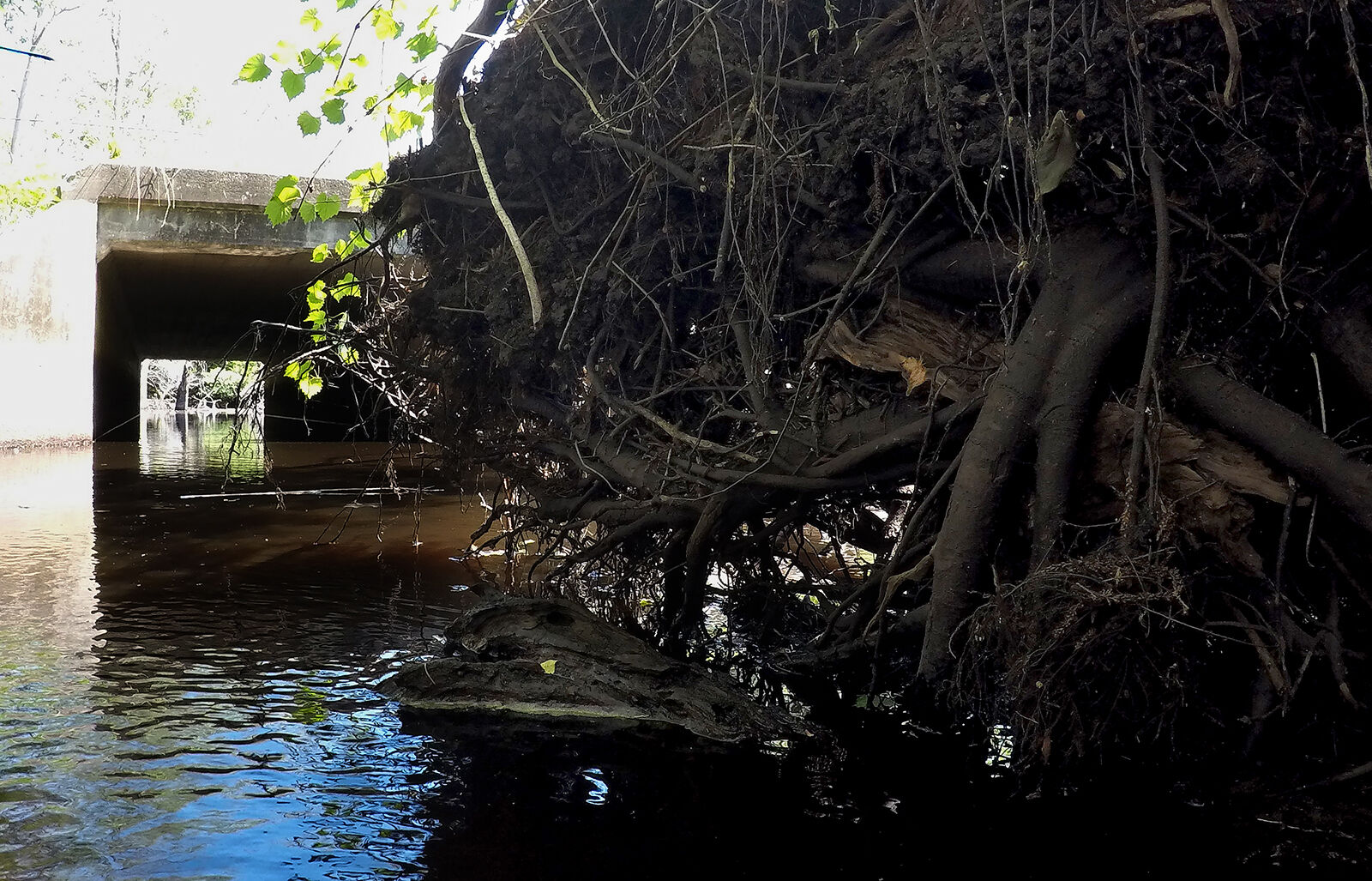 507 beaver dam_JM02.JPG